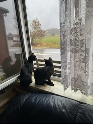 verkaufe geschwisterpärchen