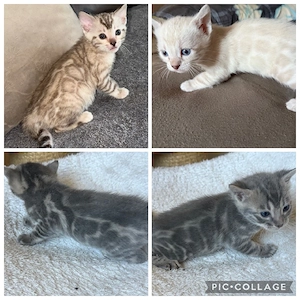 Bengal kitten Snow oder  Blue   Reinrassig 