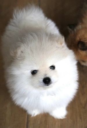 Pomeranien Zwergspitz Welpen