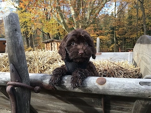 Zauberhafte   Englisch Cockerdoodle Planung 