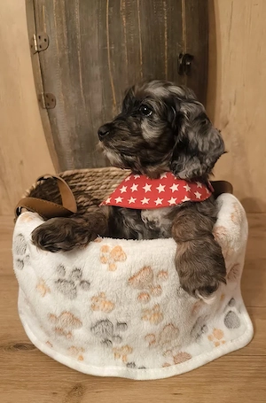 Zauberhafte   Englisch Cockerdoodle Planung  Bild 2