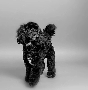 Zauberhafte   Englisch Cockerdoodle Planung  Bild 4