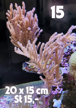 Meerwasser Korallen Ableger Bild 9