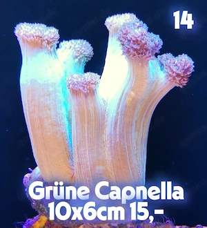 Meerwasser Korallen Ableger Bild 8