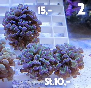 Meerwasser Korallen Ableger Bild 3