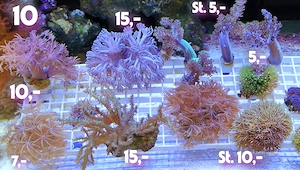 Meerwasser Korallen Ableger Bild 7