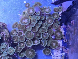 Meerwasser Koralle Krustenanemomen Palythoa sp. 