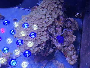 Meerwasser Stein bewachsen