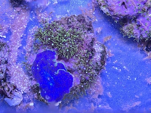 Briareum violaceum - Grüne Röhrenkoralle Meerwasser Koralle 