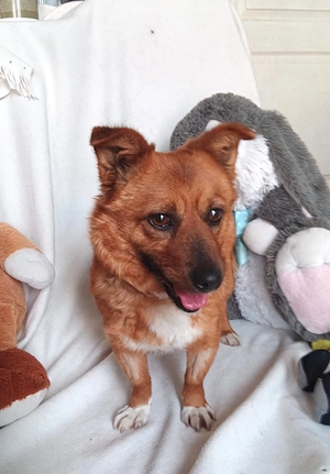 Süße Mango sucht ihr Zuhause