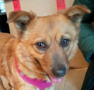 Süße Mango sucht ihr Zuhause