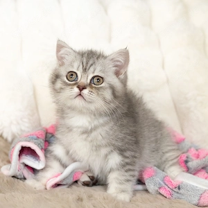 Reinrassige bkh Kitten (Ab dem 5. Mai abzugeben)