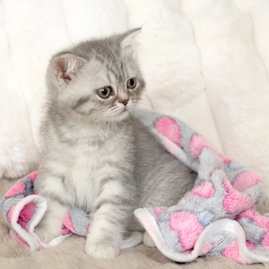 Reinrassige bkh Kitten (Ab dem 5. Mai abzugeben)