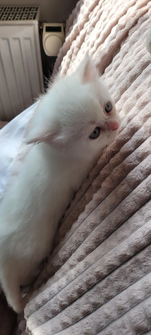  Ragdoll-Kitten abzugeben   ideal für Familien mit Kindern((Reserviert)) Bild 9