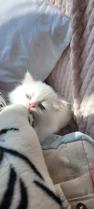  Ragdoll-Kitten abzugeben   ideal für Familien mit Kindern((Reserviert)) Bild 7