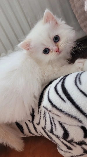  Ragdoll-Kitten abzugeben   ideal für Familien mit Kindern((Reserviert)) Bild 5