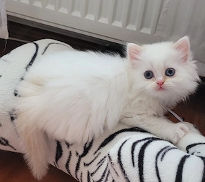  Ragdoll-Kitten abzugeben   ideal für Familien mit Kindern((Reserviert)) Bild 3
