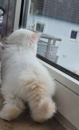  Ragdoll-Kitten abzugeben   ideal für Familien mit Kindern((Reserviert)) Bild 4
