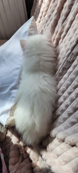  Ragdoll-Kitten abzugeben   ideal für Familien mit Kindern((Reserviert)) Bild 10