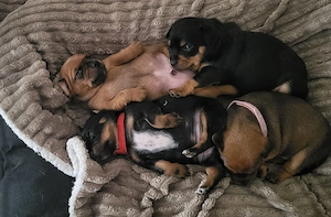 Süße kleinbleibende Chihuahua mix Welpen