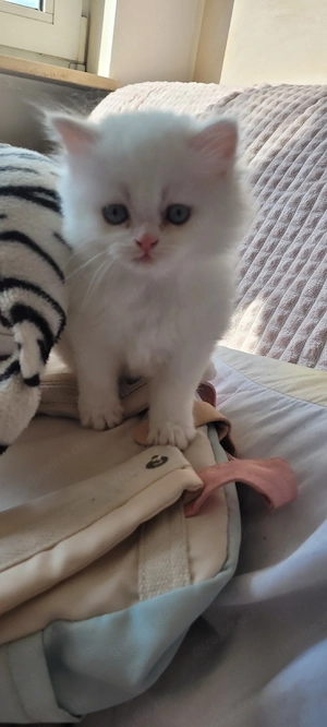  Ragdoll-Kitten abzugeben   ideal für Familien mit Kindern((Reserviert)) Bild 6