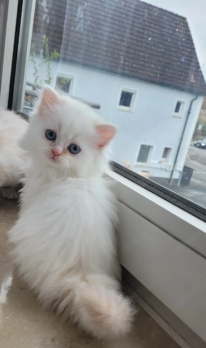  Ragdoll-Kitten abzugeben   ideal für Familien mit Kindern((Reserviert)) Bild 2