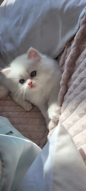  Ragdoll-Kitten abzugeben   ideal für Familien mit Kindern((Reserviert)) Bild 8