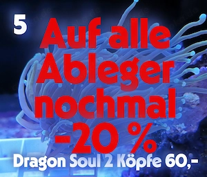 Meerwasser Korallen Ableger