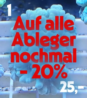 Meerwasser Korallen Ableger