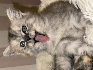 Wunderschönes BKH BLH Mädchen sucht ihr für immer Zuhause