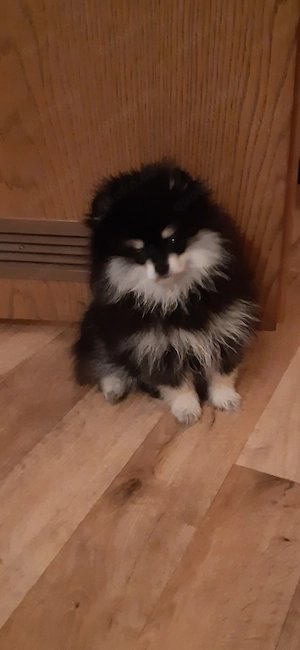 mini pomeranian zu verkaufen