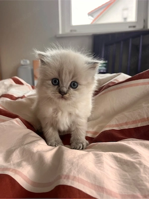 Wunderschöne BKH BLH Kitten