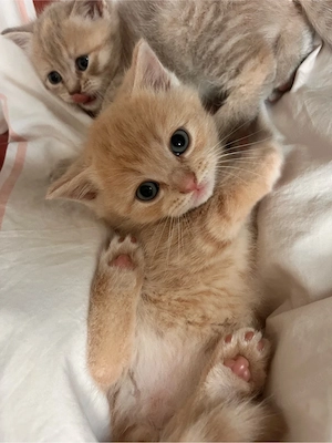 Wunderschöne BKH BKL kitten 