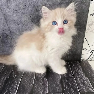Ragdoll-Kätzchen zu verkaufen. Kontakt via WhatsApp:  