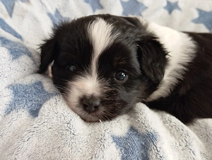 Zwei Wunderschöne Papillon Pomchi Mix Welpen 