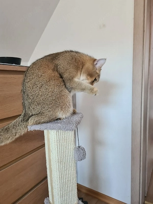 wunderschöne reinrassige bkh kater