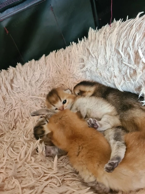 wunderschöne reinrassige bkh kitten 