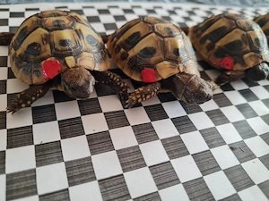 griechische Landschildkröten Testudo hermanni boettgeri Nachzuchten Hobbyzucht 2024 un2025 Bild 3