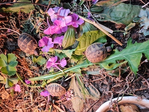 griechische Landschildkröten Testudo hermanni boettgeri Nachzuchten Hobbyzucht 2024 un2025 Bild 4