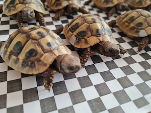 griechische Landschildkröten Testudo hermanni boettgeri Nachzuchten Hobbyzucht 2024 un2025 Bild 5
