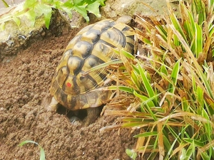 griechische Landschildkröten Testudo hermanni boettgeri Nachzuchten Hobbyzucht 2024 un2025 Bild 8