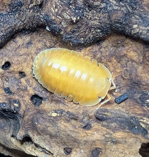 Zierasseln Asseln Cubaris sp orange freezy 