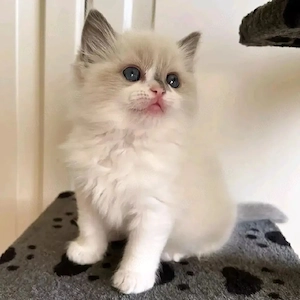 Ragdoll-Kätzchen zu verkaufen. Kontakt via WhatsApp:  
