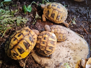 griechische Landschildkröten Testudo hermanni boettgeri Nachzuchten Hobbyzucht 2024 un2025 Bild 7