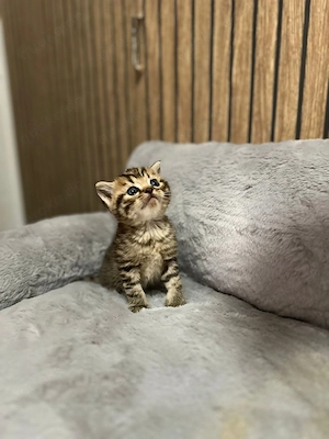 Reinrassige BKH baby Kitten.