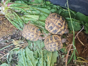 griechische Landschildkröten Testudo hermanni boettgeri Nachzuchten Hobbyzucht 2024 un2025 Bild 6