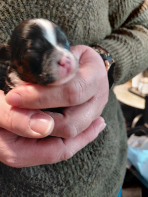 Wunderschöne Maltipoo