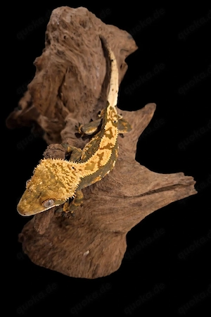 1.0 (Male) Kronengecko Harlequin Bild 2