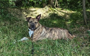 Chihiro sucht ein Zuhause