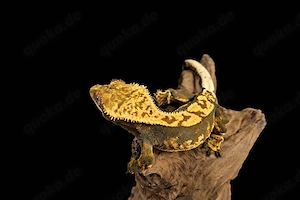 1.0 (Male) Kronengecko Harlequin "Creme"